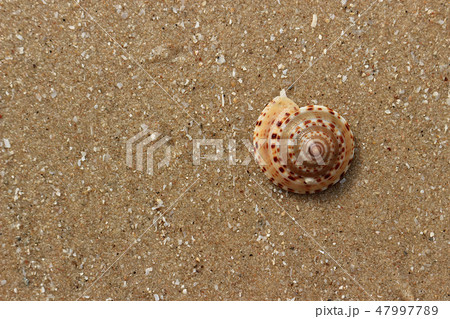 Seashell sundial 2 47997789