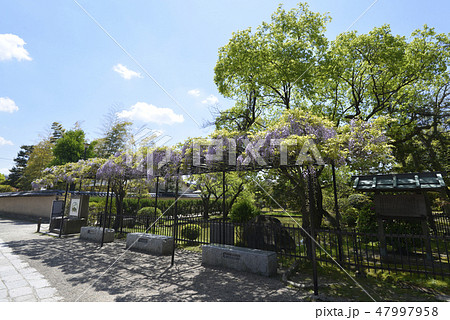 西大寺 藤棚 西大寺 藤棚 47997958