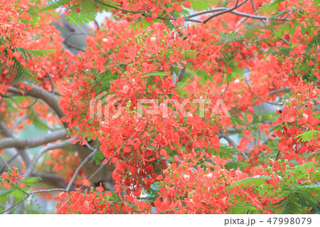 red flower of delonix regia 47998079