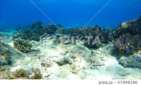 フィリピン　パンゴラオの水中撮影 47998286