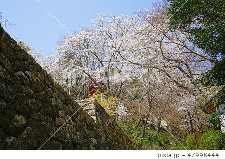 長谷寺　桜 47998444
