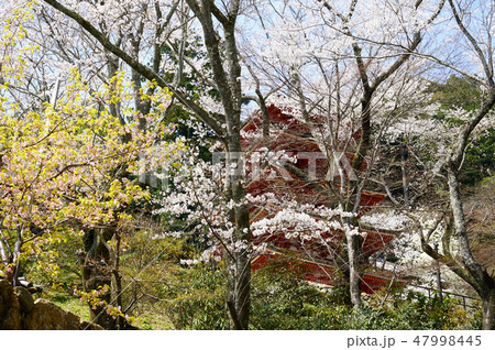 長谷寺　桜 47998445