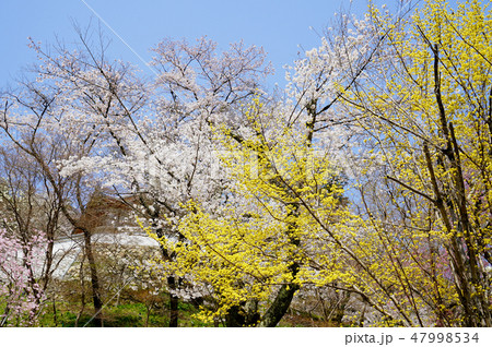長谷寺　桜 47998534