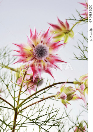 セルリアの花 47998620