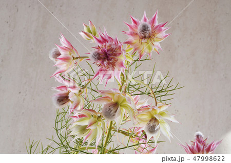 セルリアの花の写真素材