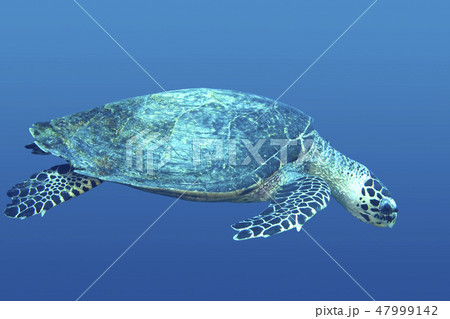 Sea Turtle Sea Turtle 47999142