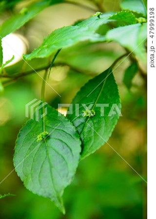 ハナイカダの花 47999198