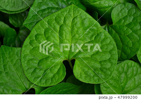 フタバアオイ 47999200