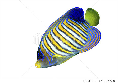 Regal Angelfish Regal Angelfish 47999926