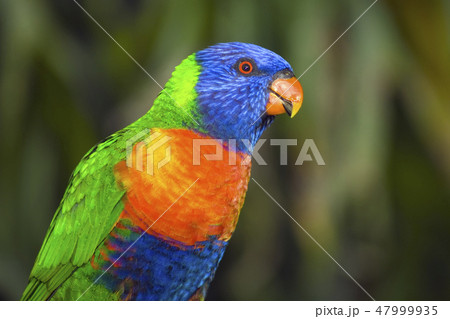 Rainbow Lorikeet 47999935
