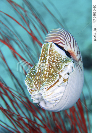 Nautilus Shell Nautilus Shell 47999940