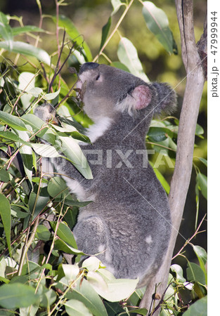 Koala eating a gum leaf Koala eating a gum leaf 47999944
