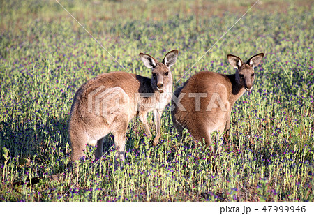 Two Eastern Grey Kangaroos 47999946
