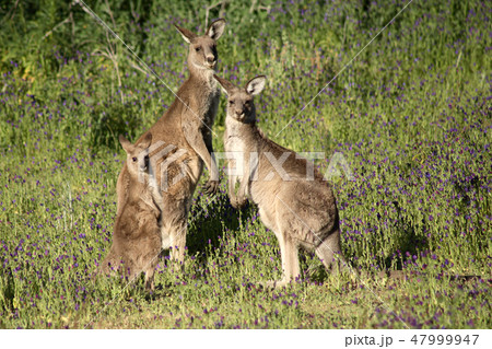 Eastern Grey Kangaroo Family 47999947
