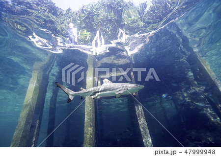 Shark and Jetty Shark and Jetty 47999948