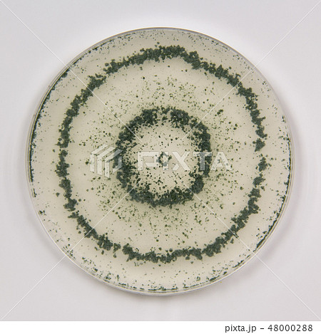 Trichoderma  トリコデルマ　ツチアオカビ　培地　培養　胞子　菌糸　5日培養 48000288