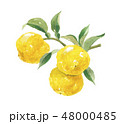 柚子 ユズ 柚子 ユズ 48000485