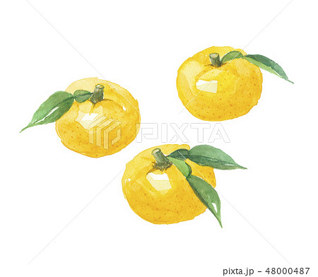 柚子　ユズ 48000487