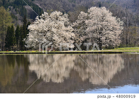 水面に映り込む辛夷の花 48000919