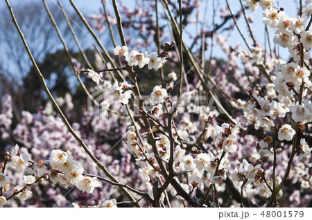 梅園の梅の花 48001579