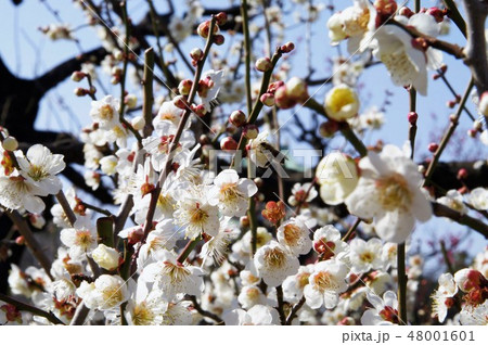 梅園の梅の花 梅園の梅の花 48001601