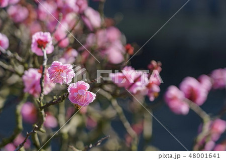 梅の花 梅の花 48001641
