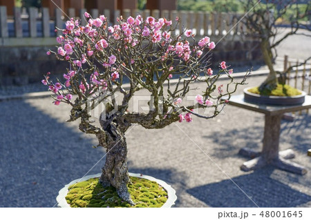 盆梅 梅の花 48001645