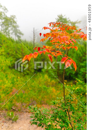 「大倉部山」へと続く、紅葉の登山道（兵庫県朝来市和田山町）※作品コメント欄に撮影位置 48001959