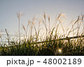 ススキ 48002189