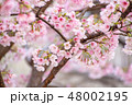さくら 48002195