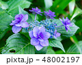 花 48002197