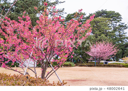 (静岡県)日本一早咲きの土肥桜 (静岡県)日本一早咲きの土肥桜 48002641
