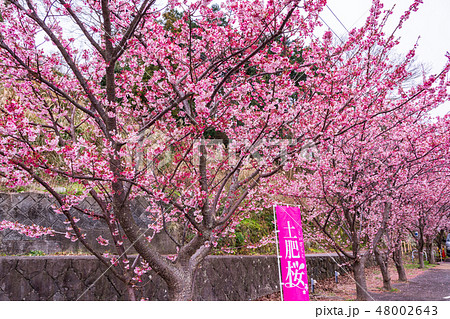 （静岡県）日本一早咲きの土肥桜 48002643