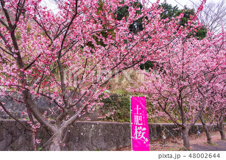 （静岡県）日本一早咲きの土肥桜 48002644