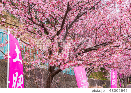 （静岡県）日本一早咲きの土肥桜 48002645