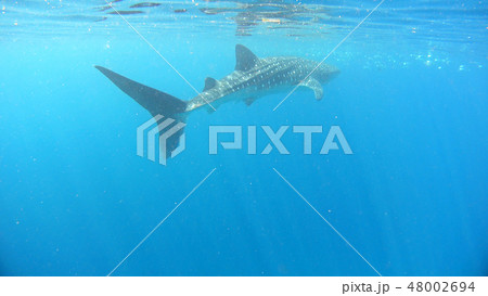 野生のジンベイザメ 水中写真 野生のジンベイザメ 水中写真 48002694