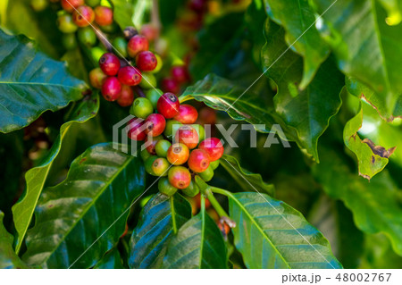 Fresh organic coffee beans. Fresh organic coffee beans. 48002767