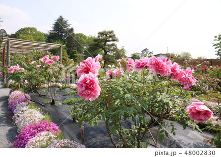 須賀川牡丹園の牡丹 48002830