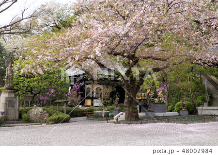 長谷寺 長谷寺 48002984