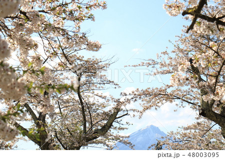 福島県猪苗代の観音寺川の桜並木 48003095