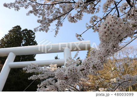 福島県猪苗代の土津神社の桜 48003099