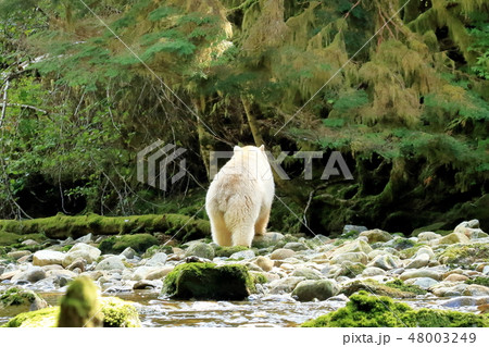 スピリットベアー 48003249