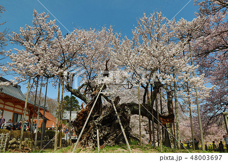 満開の神代桜 満開の神代桜 48003697