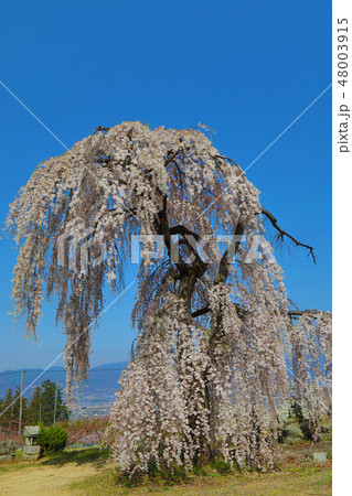 石林寺の枝垂桜 石林寺の枝垂桜 48003915