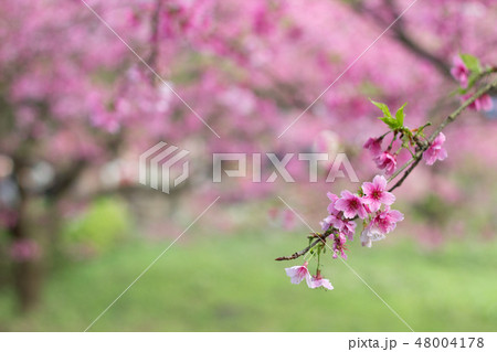 桜 さくら サクラ 48004178