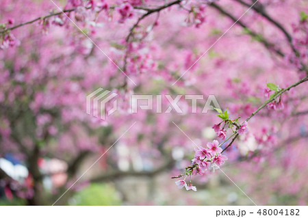 台湾 桜 さくら 48004182