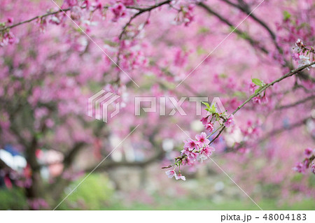台湾 桜 さくら 48004183