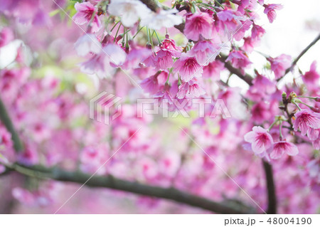 台湾 桜 さくら 48004190