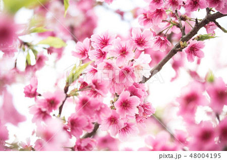 台湾 桜 さくら 48004195