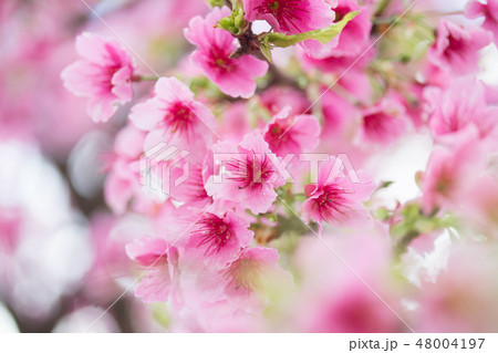 台湾 桜 さくら 48004197